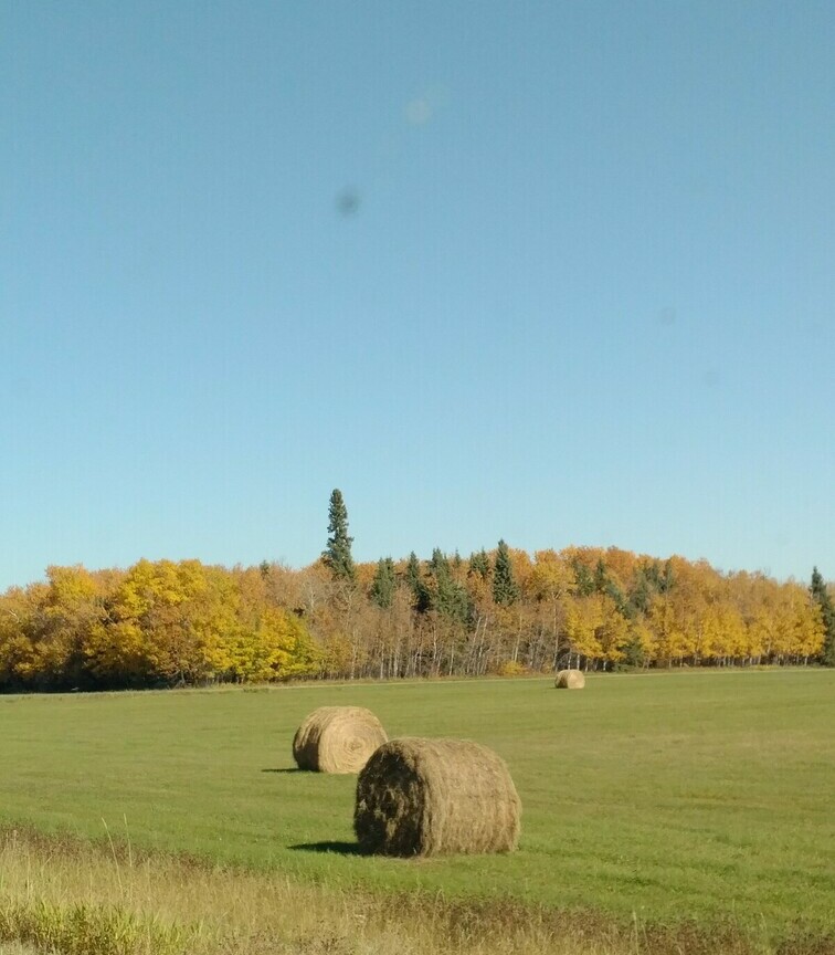 Hay bales in a field